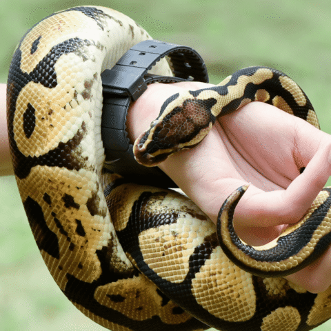 Rechtbank in Gelderland zegt man met 60 slangen dat hij huurwoning moet verlaten