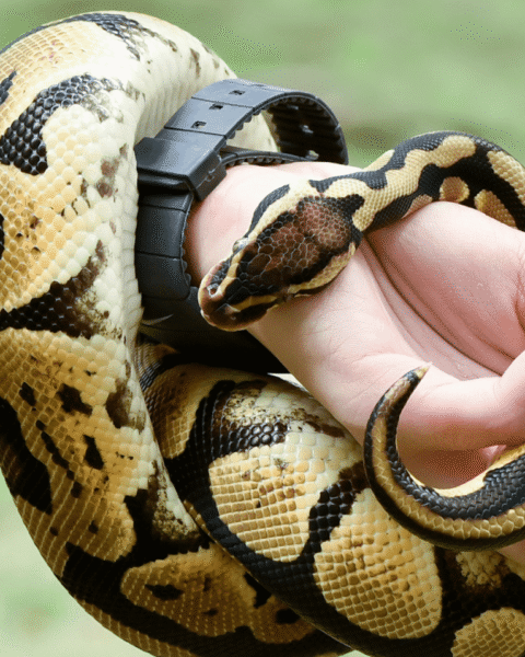Rechtbank in Gelderland zegt man met 60 slangen dat hij huurwoning moet verlaten