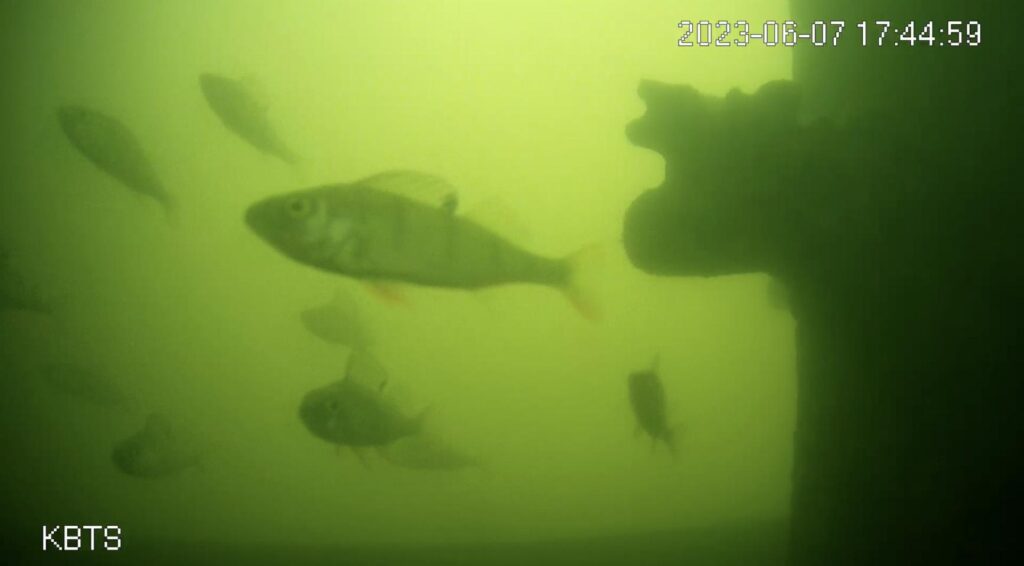 Utrechts visdeurbel gaat op 2 maart weer in werking om migrerende vissen te helpen