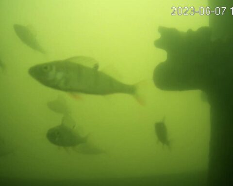 Utrechts visdeurbel gaat op 2 maart weer in werking om migrerende vissen te helpen