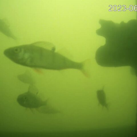 Utrechts visdeurbel gaat op 2 maart weer in werking om migrerende vissen te helpen