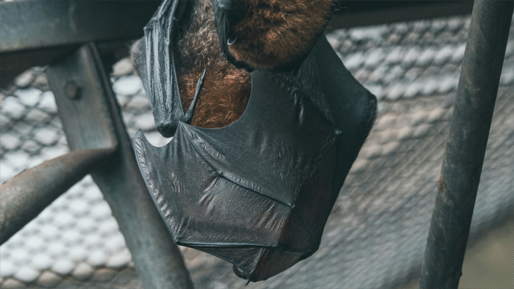 Vleermuizen blokkeren woningbouwplannen in Wormer door beschermde status