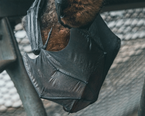 Vleermuizen blokkeren woningbouwplannen in Wormer door beschermde status