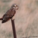 Vogelaars stromen naar Eemdijk voor zeldzame velduilen waarnemingen