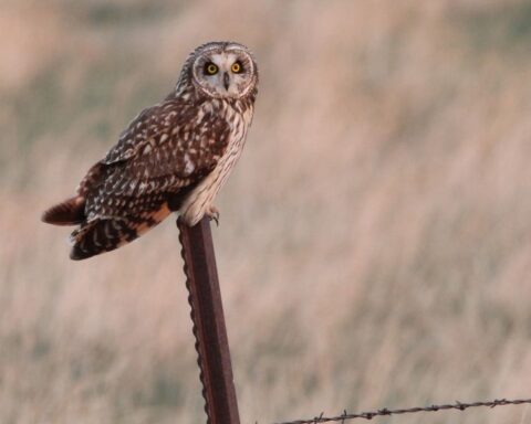 Vogelaars stromen naar Eemdijk voor zeldzame velduilen waarnemingen