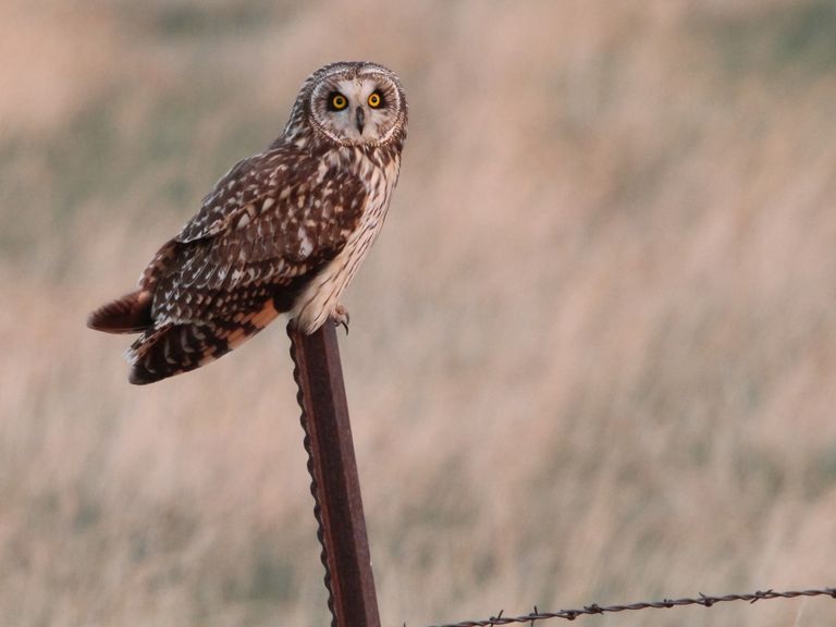 Vogelaars stromen naar Eemdijk voor zeldzame velduilen waarnemingen