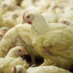 Vogelgriep ontdekt in Ede, 23.000 kuikens geruimd