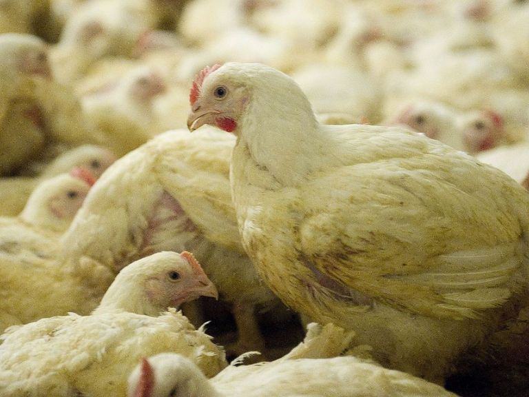 Vogelgriep ontdekt in Ede, 23.000 kuikens geruimd