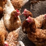 Vogelgriep ontdekt in Ede, 23.000 leghennen geruimd