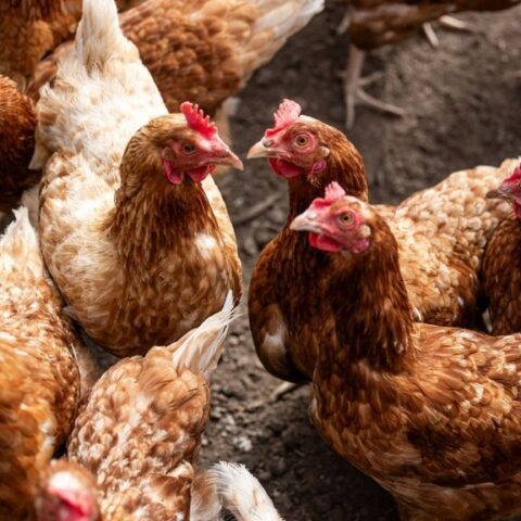 Vogelgriep ontdekt in Ede, 23.000 leghennen geruimd