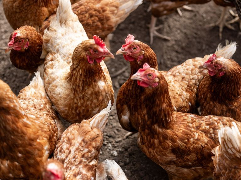 Vogelgriep ontdekt in Ede, 23.000 leghennen geruimd