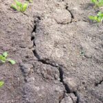 Waterschap Brabantse Delta waarschuwt voor extreem droog voorjaar in West-Brabant