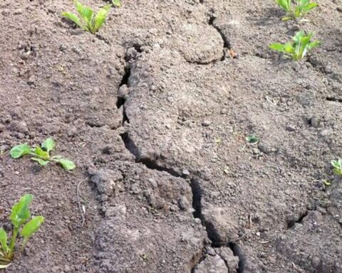 Waterschap Brabantse Delta waarschuwt voor extreem droog voorjaar in West-Brabant