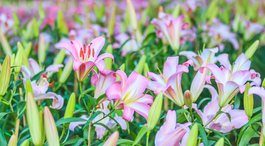 Westerveld verbiedt lelies teelt nabij woningen vanwege verband met ALS en Parkinson