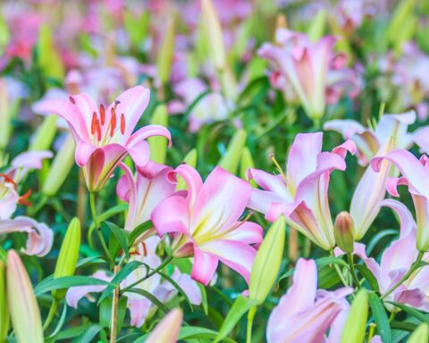 Westerveld verbiedt lelies teelt nabij woningen vanwege verband met ALS en Parkinson