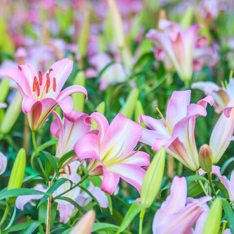 Westerveld verbiedt lelies teelt nabij woningen vanwege verband met ALS en Parkinson