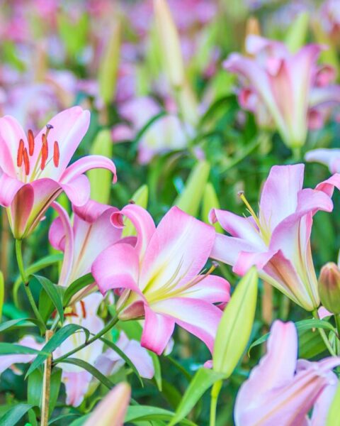 Westerveld verbiedt lelies teelt nabij woningen vanwege verband met ALS en Parkinson