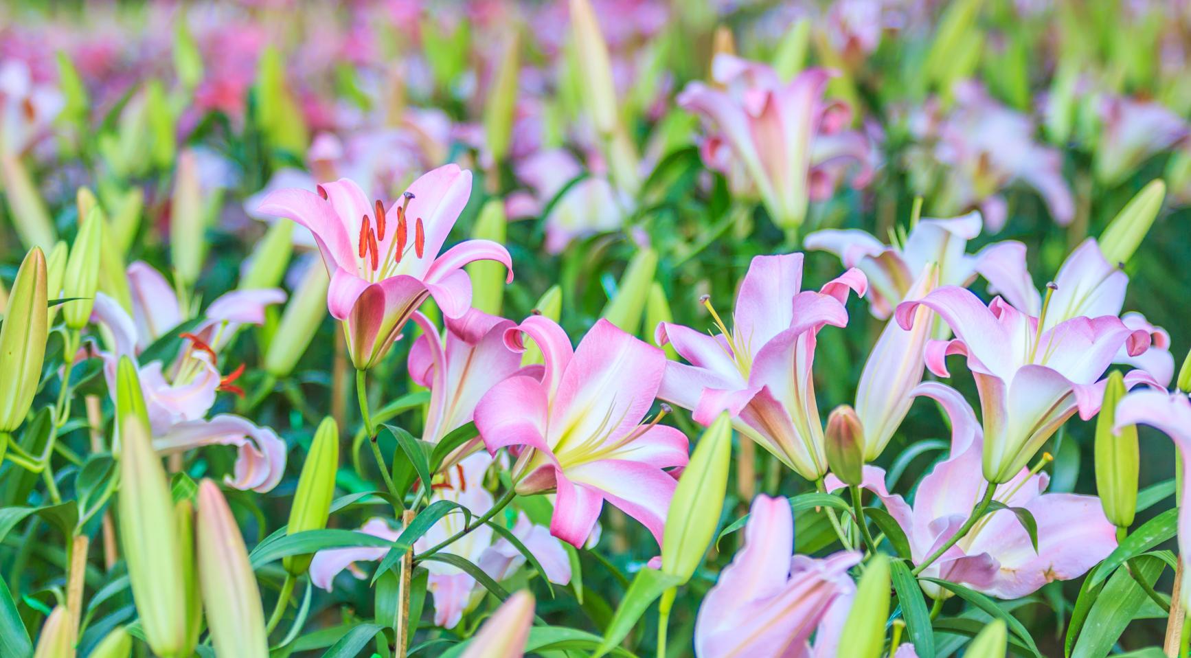 Westerveld verbiedt lelies teelt nabij woningen vanwege verband met ALS en Parkinson