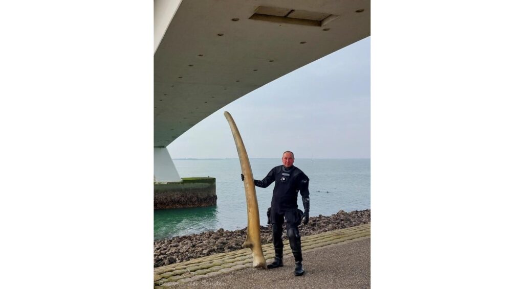 Zeldzame walviskaak uit Oosterschelde blijkt afkomstig uit Amsterdams museum