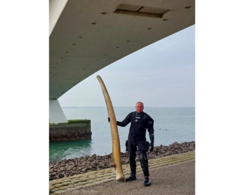 Zeldzame walviskaak uit Oosterschelde blijkt afkomstig uit Amsterdams museum