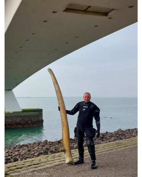 Zeldzame walviskaak uit Oosterschelde blijkt afkomstig uit Amsterdams museum