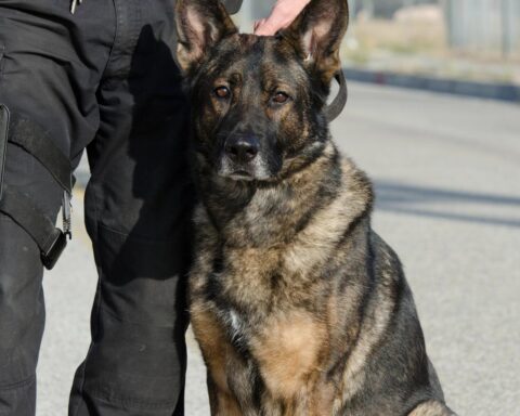 Zeven arrestaties bij gecoördineerde drugsacties in Eindhoven, Tilburg en Budel-Schoot