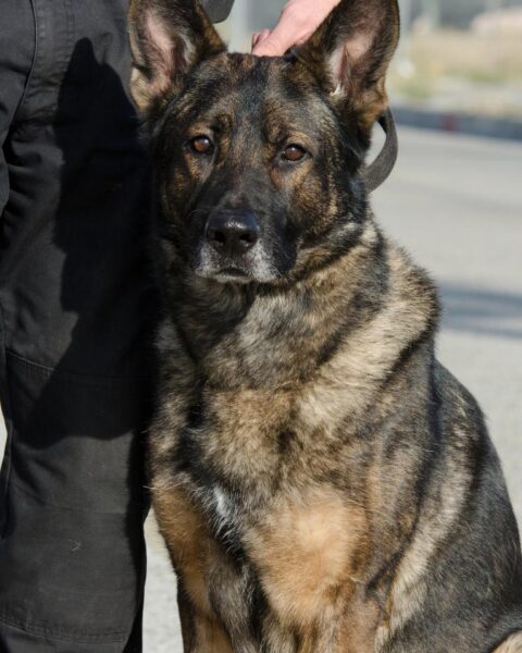 Zeven arrestaties bij gecoördineerde drugsacties in Eindhoven, Tilburg en Budel-Schoot