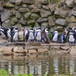 39 pinguïns overleden aan darminfectie in Safaripark Beekse Bergen