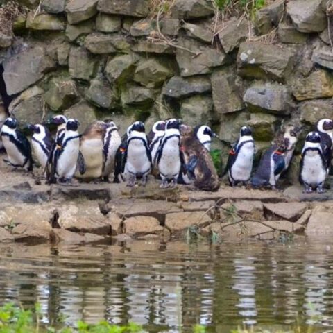 39 pinguïns overleden aan darminfectie in Safaripark Beekse Bergen