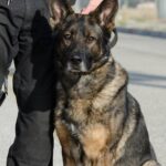 Agent moet zich verantwoorden voor het laten bijten van een pro-Palestijnse demonstrant aan de Radboud Universiteit