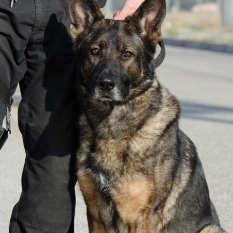 Agent moet zich verantwoorden voor het laten bijten van een pro-Palestijnse demonstrant aan de Radboud Universiteit