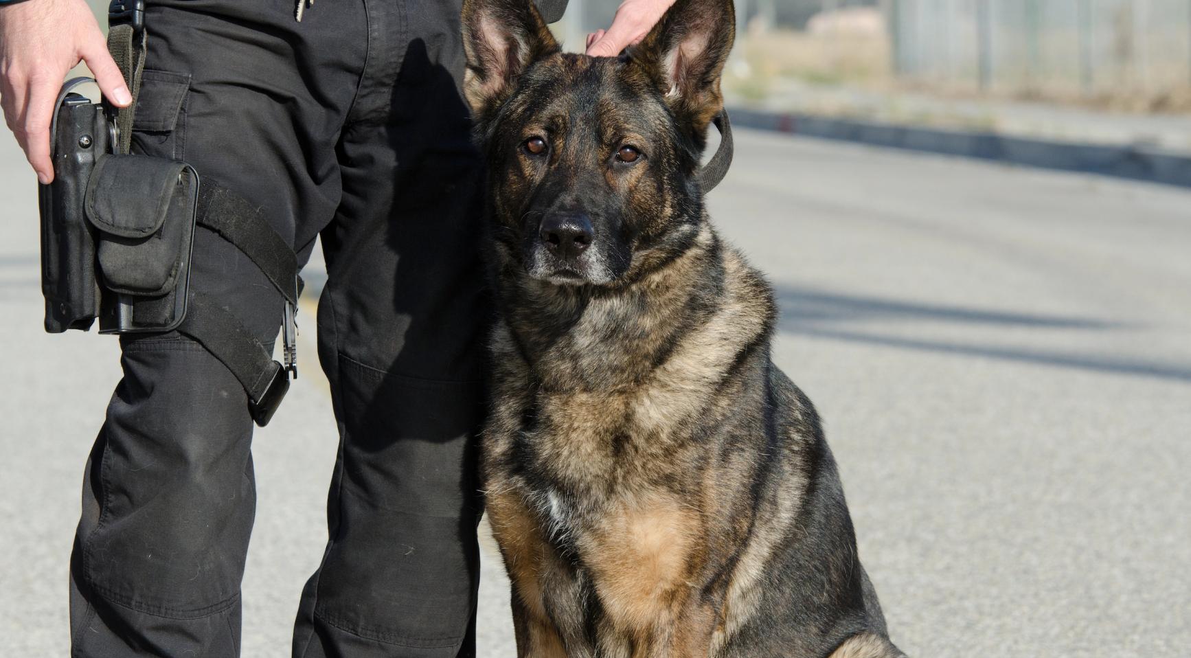 Agent moet zich verantwoorden voor het laten bijten van een pro-Palestijnse demonstrant aan de Radboud Universiteit