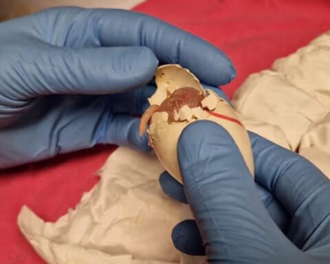 Autoriteiten vangen 261 vermoedelijke wilde papegaai-eieren op Schiphol