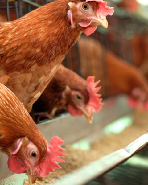 Aviaire griep dwingt tot afvoer van 38.000 kippen in Drenthe en Oudemolen