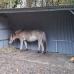 Boeren in Hoogeveen mogen een jaar lang schuilstallen bouwen ter bescherming van vee tegen wolven