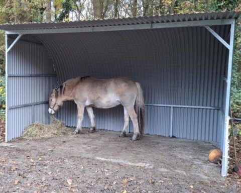 Boeren in Hoogeveen mogen een jaar lang schuilstallen bouwen ter bescherming van vee tegen wolven