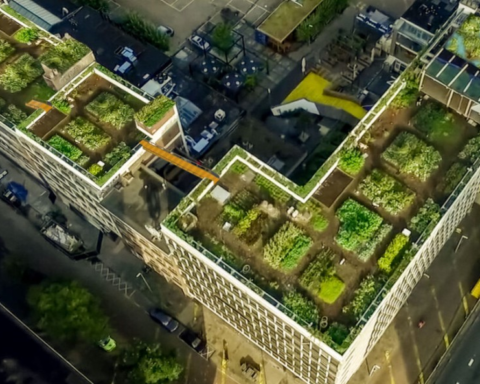 DakAkker in Rotterdam plant vergroening van omliggende daken en nieuwe ecosysteemconnecties