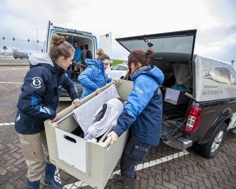Drukte bij SOS Dolfijn: vijf bruinvissen opgevangen in drie weken, één overleden