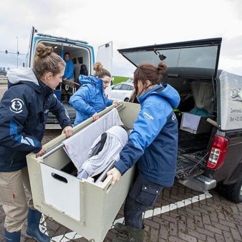 Drukte bij SOS Dolfijn: vijf bruinvissen opgevangen in drie weken, één overleden