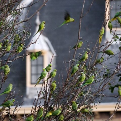 Halsbandparkieten veroorzaken gevaarlijke situaties tijdens verbouwing van het Binnenhof