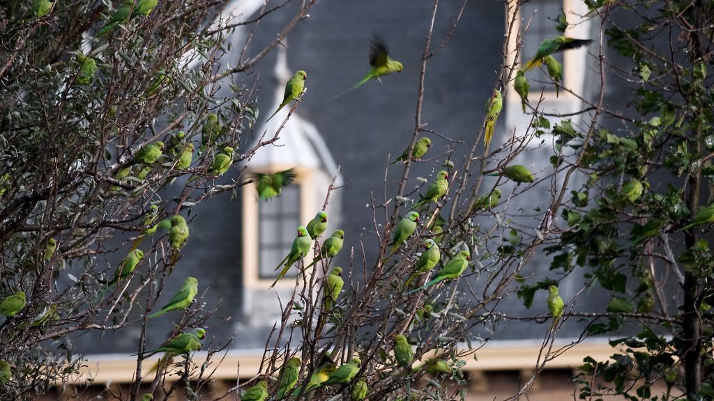 Halsbandparkieten veroorzaken gevaarlijke situaties tijdens verbouwing van het Binnenhof