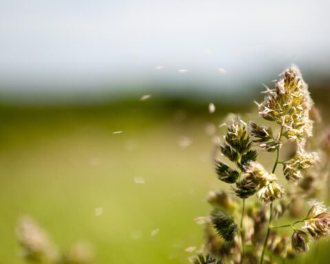 Hoge boom pollen niveaus treffen Nederland voor piek van berkenpollen