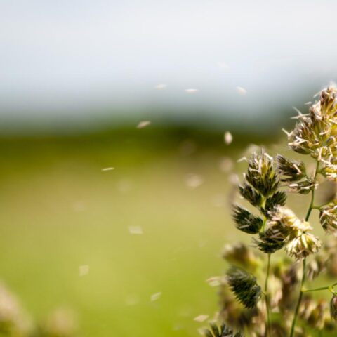 Hoge boom pollen niveaus treffen Nederland voor piek van berkenpollen