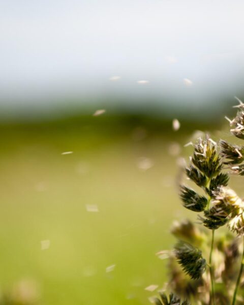 Hoge boom pollen niveaus treffen Nederland voor piek van berkenpollen