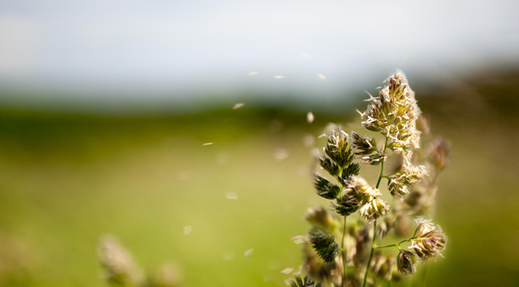 Hoge boom pollen niveaus treffen Nederland voor piek van berkenpollen