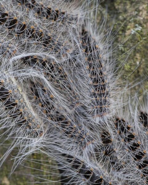 Jeukende, niesende zomer? Eikenprocessierupsen eerder dan ooit in Nederland gesignaleerd