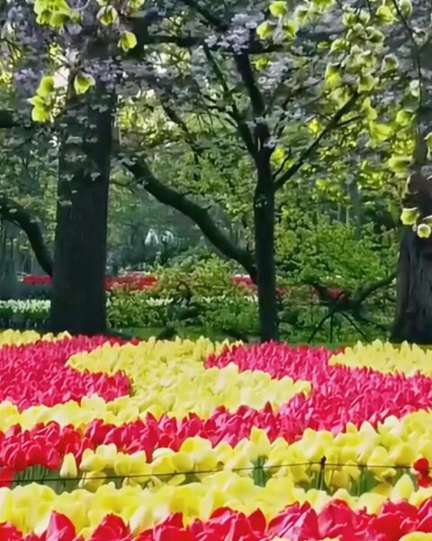 Keukenhof открывает сезон 2026 года, солнечная погода привлекает ранние толпы