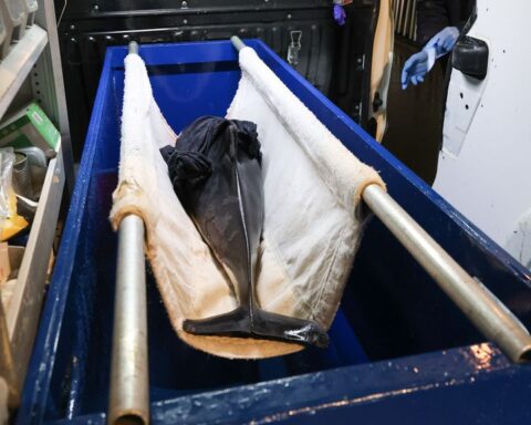 Levende bruinvis met verwonding aangespoeld op Ameland