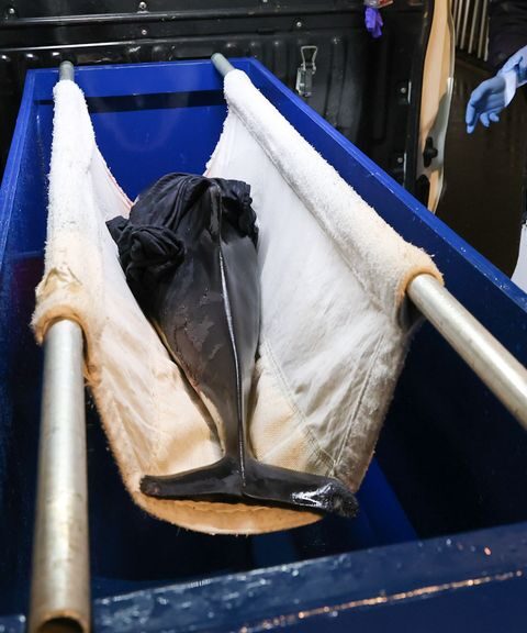 Levende bruinvis met verwonding aangespoeld op Ameland