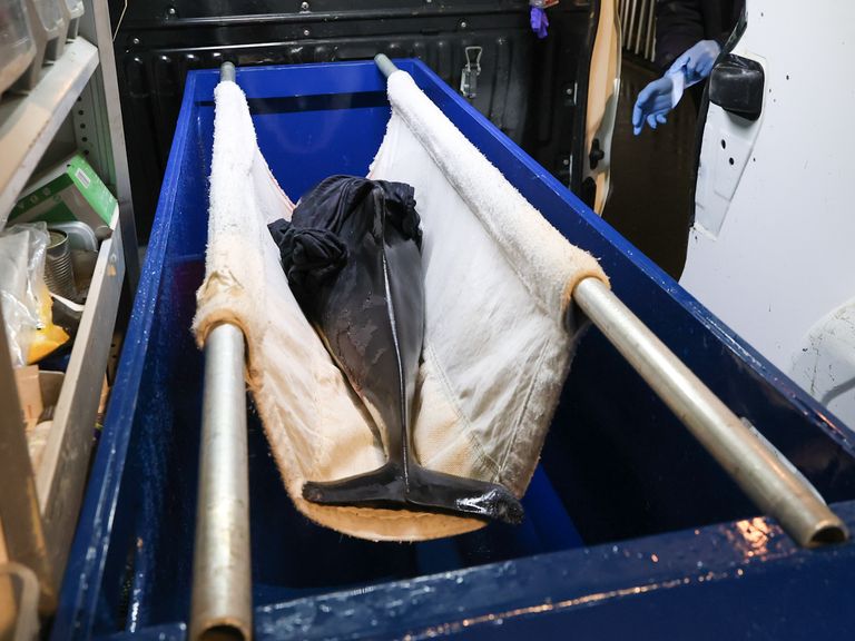 Levende bruinvis met verwonding aangespoeld op Ameland